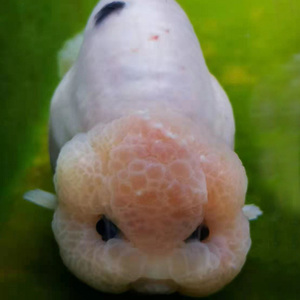 兰寿国寿金鱼五花奶牛三色重墨红白黑紫兽冷水鱼淡水鱼