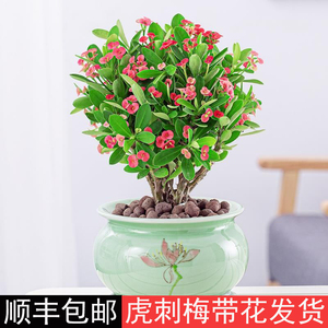 虎刺梅盆栽大花四季开花室内办公室花卉绿植物铁海棠花苗老桩盆景