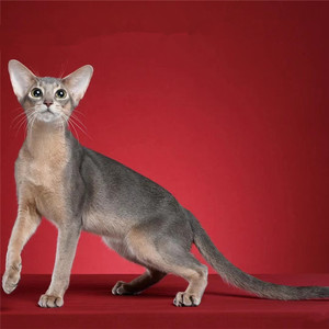 阿比西尼亚猫纯种幼猫小鹿色短毛猫古埃及法老猫赛级血统证书猫舍