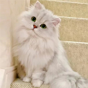 纯种金吉拉幼猫金吉拉猫曼基康矮脚短腿纯白拿破仑长毛小猫咪活物