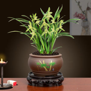 兰花盆栽兰花墨兰凤凰冠大果冠室内植物客厅花卉办公桌面绿植鸟