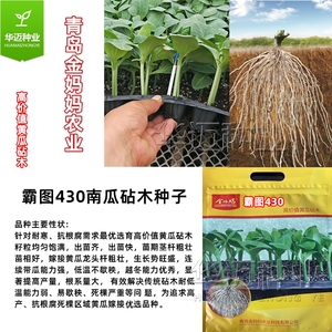 霸图430砧木种子657青岛金妈妈嫁接黄瓜砧木1949 730耐寒砧木厂家