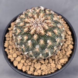 伊莎贝拉仙人球