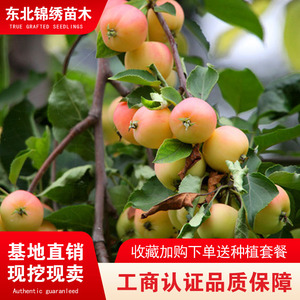 黄太平沙果东北耐寒树苗嫁接苗盆栽地栽小苹果南北方种植黄太平苗