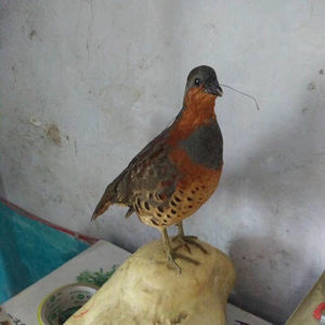 竹鸡标本假媒竹鸡模型新款户外竹鸡模型摆件竹鸡假媒仿真竹鸡标本