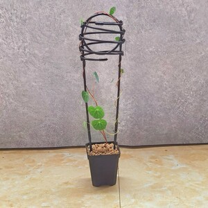 小微型桌面绿植花架山乌龟爬藤架龟甲龙植物架子银叶睡布袋花卉架