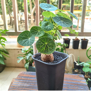 不爬藤山乌龟千金藤金不换非素可泰非泰国山乌龟植物爬藤龟甲龙