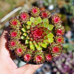 云南多肉植物七彩莲精品稀有品种室内防辐射药锦绿植花卉带盆栽好