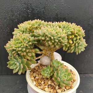马库斯缀化