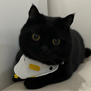 小黑猫宠物纯黑