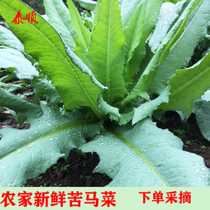 新鲜苦麦菜