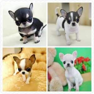 哈尔滨吉娃娃幼犬迷你茶杯体长不大小型宠物狗铁包金小鹿犬幼崽