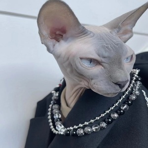 加拿大无毛猫幼猫蓝皮黑皮比鲁斯白色异瞳鸳鸯眼斯芬克斯宠物猫咪