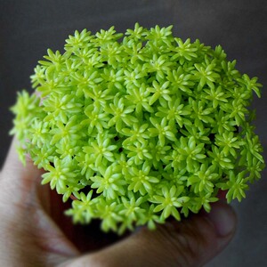 l柳叶莲华 漂亮f多肉包邮长沙源头种植基地容易养萌肉m品相好