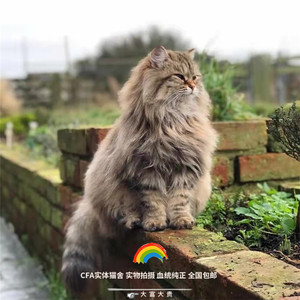 西伯利亚森林猫异瞳山东狮子猫长毛鸳鸯眼御猫临清狮子猫故宫的猫