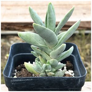 多肉故事馆/多肉植物【姬神刀】带塑料盆栽好/防辐射精品.