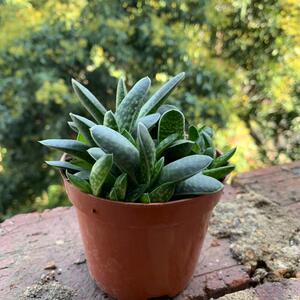 元宝花盆栽植物招财进宝室内