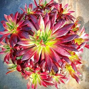 孔雀法师老桩火凤凰孔雀锦多肉植物多肉老桩多头特价清仓超大绿植