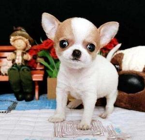 爱心领养吉娃娃幼犬纯种茶杯犬宠物狗狗活物小狗小型犬长不大狗狗