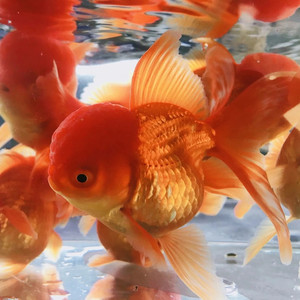 小鱼苗易养活金鱼类红国师活鱼大眼鸿运当头孔雀鱼泰狮金鱼苗公鱼