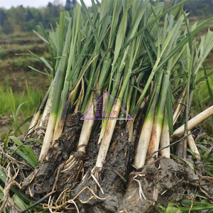 现挖特早熟改良型双季茭白苗种单季高笋种苗高瓜苗老蹲苗冬笋种子
