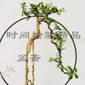 金豆山桔盆景