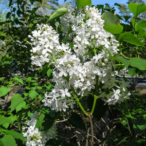 白丁香花树苗带花苞木本花卉阳台庭院露台花园浓香型耐寒老桩植物