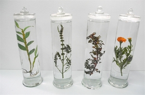植物中药中草药浸制标本定制实验室保色浸泡玻璃瓶教学展示标本
