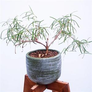 柳麒麟多肉植物大戟科花卉盆栽室内绿植盆景柳叶麒麟块根造景老桩