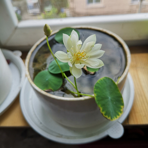 碗莲 小金莲 微型 观赏荷花