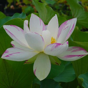 【大型品种:一天四海/单瓣洒锦】观赏荷花苗藕苗根苗种藕藕碗莲