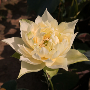 【黄羚羊碗莲】黄羚羊碗莲品牌,价格 - 阿里巴巴