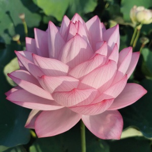 【大型品种:老千瓣/宜良千瓣】观赏荷花苗藕苗根苗种藕盆栽藕