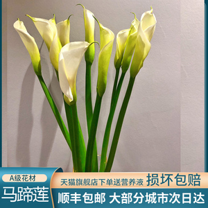 进口海芋马蹄莲生活鲜花水养插花家用鲜切花束北京同城速递闪送