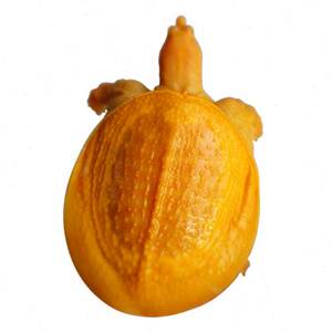 红眼黄金鳖红眼金甲白化变异甲鱼黄化鳖变异宠物水鱼王八珍珠鳖.