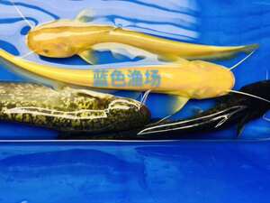 观赏鱼黄金大口鲶鱼黄化大口鲶活体不加温p凶猛鱼稀有鱼冷水鱼