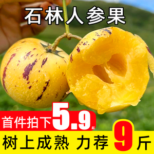 人参果新鲜云南石林9斤5圆果人生果娃娃果七彩黄肉水果整箱树上熟