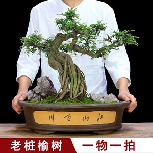 小叶榆树盆景树桩大型造型老桩庭院植物榔榆树桩矮霸客厅绿植盆栽