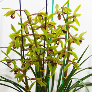 惠兰兰花细叶【千里香】九头兰9盆栽花卉室内名贵兰草兰花苗客厅