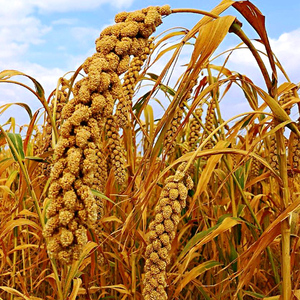 书香黄小米种子红谷子种籽小香米旱稻谷春夏季高产农家大田谷种孑