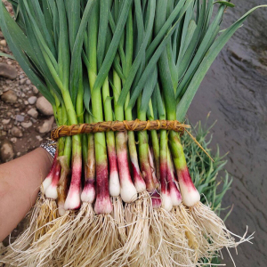 四川红根蒜苗种子大蒜种籽孑农家阳台盆栽红皮蒜种四季青菜籽葱籽