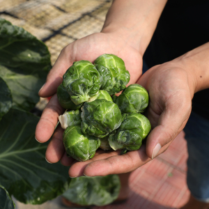 抱子甘蓝新鲜包邮