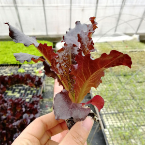 002人付款淘宝紫色大白菜种籽秋季播种农家蔬菜种子四季易种高产青菜