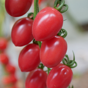 粉圣女果种子樱桃番茄种籽特甜小西红柿果苗四季阳台盆栽蔬菜孑秧