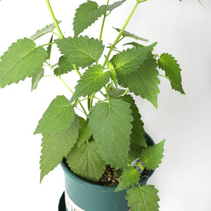 藿香种子种籽苗盆栽可食用四季阳台植物四川鱼香叶新鲜蔬菜香草苗