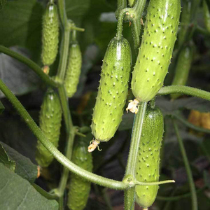 春天蔬菜种春季