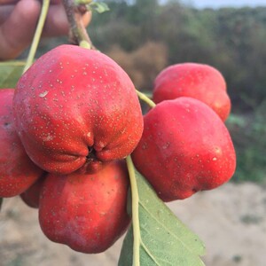 80诚信果树苗圃基地淘宝山楂树苗 美国巨型山楂苗 嫁接巨果山楂树苗