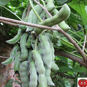 四川现摘新鲜饱满毛豆农家自种带壳毛豆当季时令蔬菜包邮