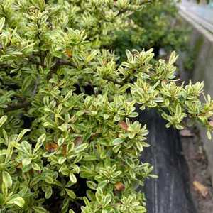 吉祥园艺小丑火棘盆栽庭院花镜种植多年生彩叶灌木植物会变色叶.