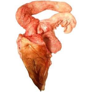 母牛生殖系统全套牛欢喜牛外阴子宫牛肉